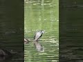 Pied-billed Grebe - 5/11/26