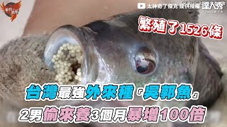 【台灣最強外來種「吳郭魚」2男偷來養3個月暴增100倍 ... 