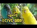 എന്റെ  love birds  /Budgie birds