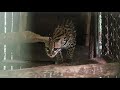 6 ocelots orphelins retrouvent la forêt !