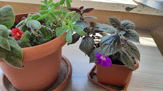 Bakimi Toprak Ve Sulamasi Nasil Olmali?