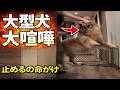 豆きちのちょっかいで大型犬が大喧嘩 止めるのは命がけでした