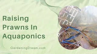 Raising Prawns In Aquaponics