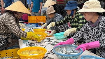 De grootste vissershaven van Nha Trang - Absoluut betoverend || Mis de vissershaven Vinh Truong n...