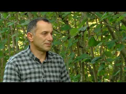 სწორი წამლობის შედეგად მიღებული თხილის კარგი მოსავალი სოფელ ცხემლისხიდში 01.11.2018