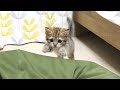 ふわふわクッションに何度もダイブしちゃう子猫！