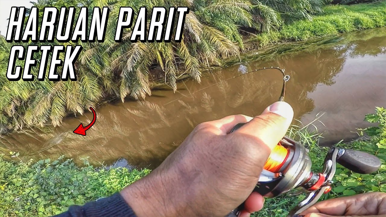 | Haruan Parit Cetek | Ep. 74 | Casting Ikan Gabus @ Haruan |