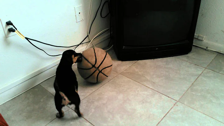Crazy puppy