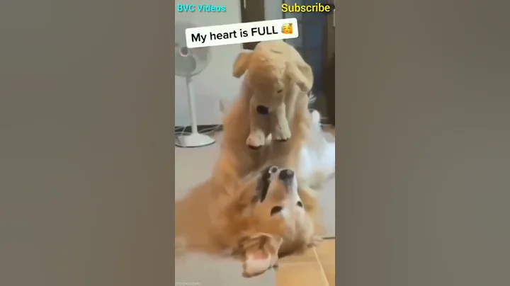 Video 4328381: cat animals lover funny, cute animals cat lover, funny cats dogs