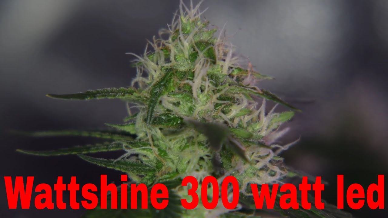 Wattshine 300 watt LED