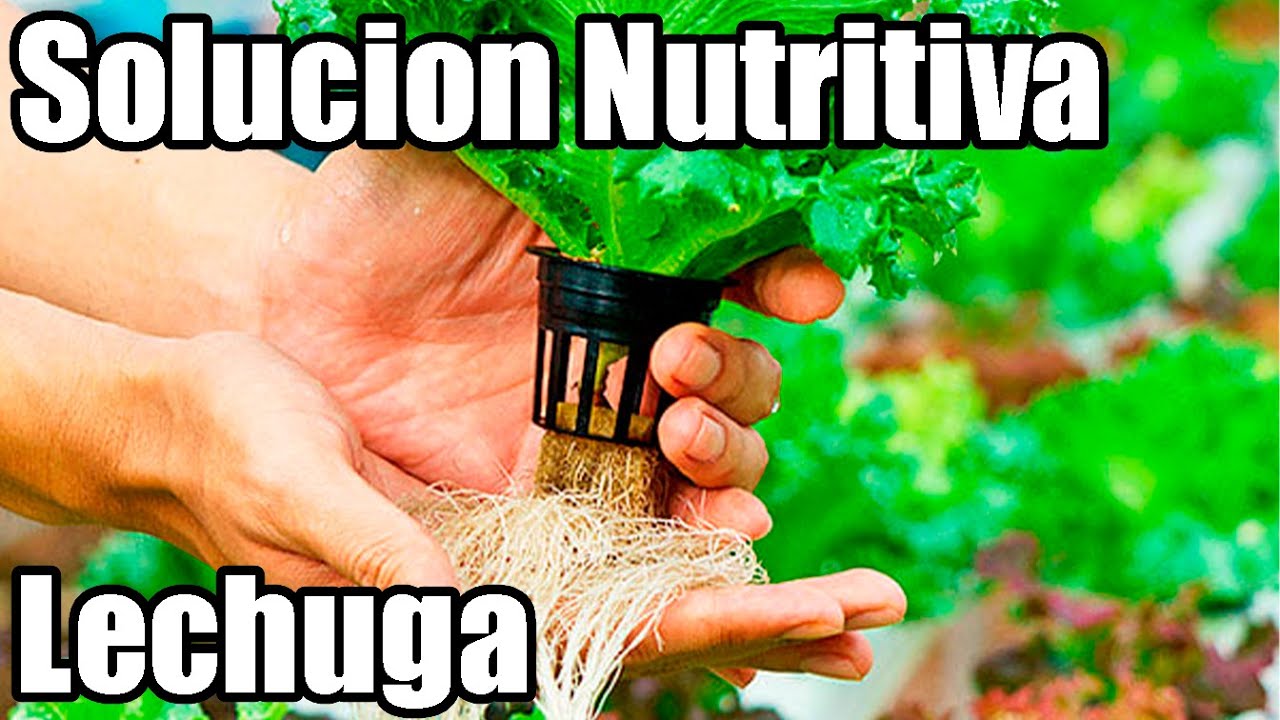 Como preparar solución nutritiva HIDROPONICA para LECHUGA y plantas de Hojas  || México Verde