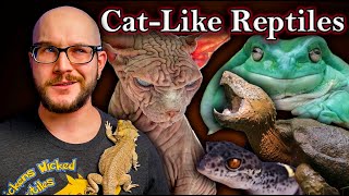 5 Reptiles That Act Like Cats | Allergy Free, Cuddly, Plotting Your Death... Probably