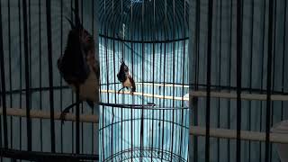 Sogon Ontong Ngeleper Over Emosi #kicaumania #sogon #sogokotong #muraibatu #lovebirds