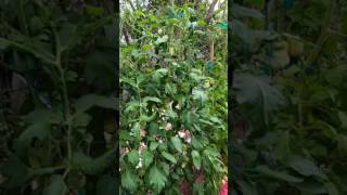 Single Stem Tom Part 3 20170428 3
