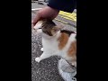 悪質な当たり屋の実態がこの後明らかに！？ #Shorts【野良猫】