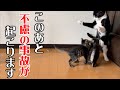 子猫の保護部屋の中で不慮の事故が起こってしまいました…