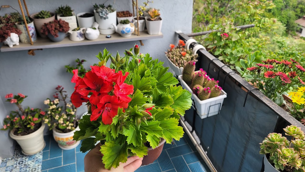 Yeni Aldığım Ceylan Gözü Sardunyanın Saksı Değişimi Ve Diğer Sardunyalarım.