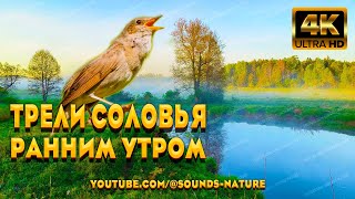 Трели Соловья Ранним Утром У Реки. Соловей Своим Пением Пробуждает Вибрации Души И Мы Отдыхаем.