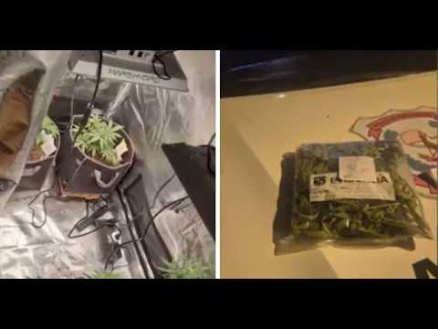 Video Hallan laboratorio de marihuana en una vivienda