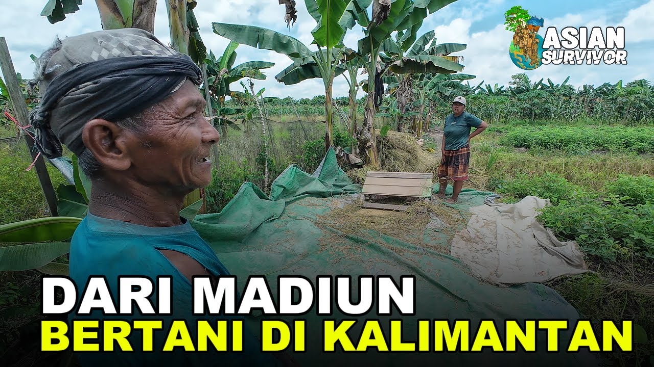 USIA 60 TAHUN, PAK TRIMUN KELOLA 3 HEKTAR LAHAN TRANSMIGRASI, TANAM PADI, BUAH, SAYUR DAN BETERNAK