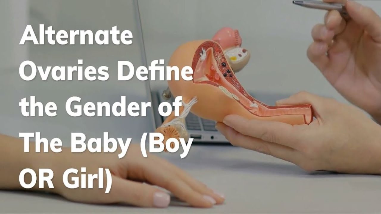 alternate-ovaries-define-the-gender-of-the-baby-is-it-a-boy-or-girl