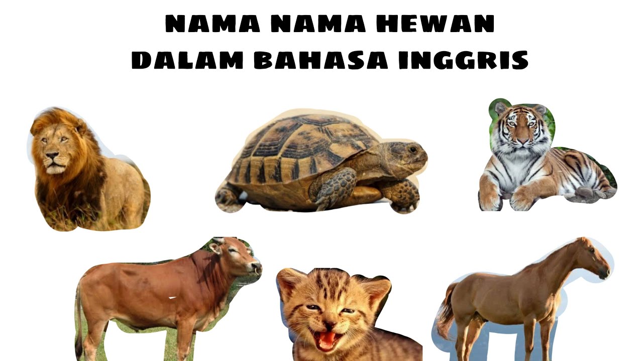  NAMA NAMA HEWAN  DALAM BAHASA INGGRIS YouTube