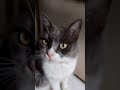 #cat #roblox