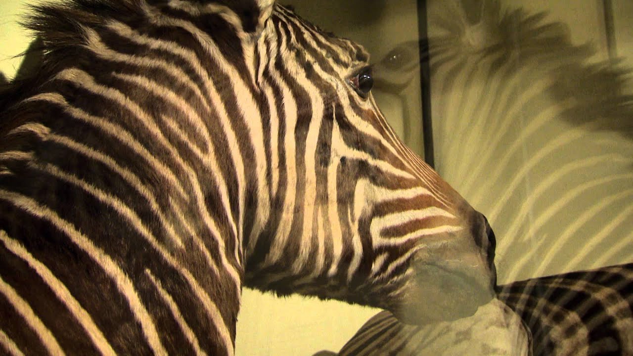 David Attenborough's Natural Curiosities - Seeing the Pattern - YouTube