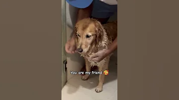 Telling My Dog How Pretty She Is Dog Dogs Dogshorts Cutedog Doglife Goldenretriever Shorts 