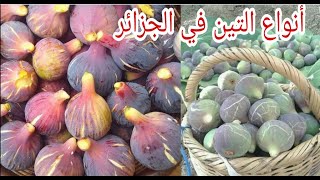 اجمل أصناف التين في الجزائر Les plus belles variétés de figues du monde