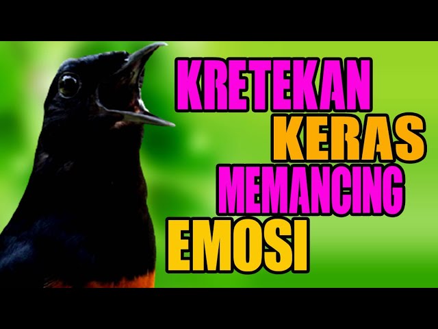 Kretekan murai batu memancing emosi !! Pancingan murai Malas bunyi Macet Stres Bongkar isian class=