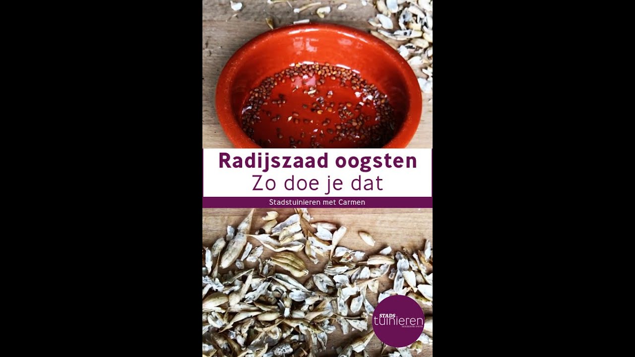 Stadstuinieren - Zaden oogsten van radijs 