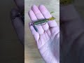 ゲーリー4インチグラブのリーダーレスダウンショット(バス釣り)