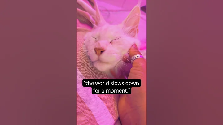 Video 11247351: maine coon purrs, cat purr, purr sounds, mainecoon facts, cat wonderful