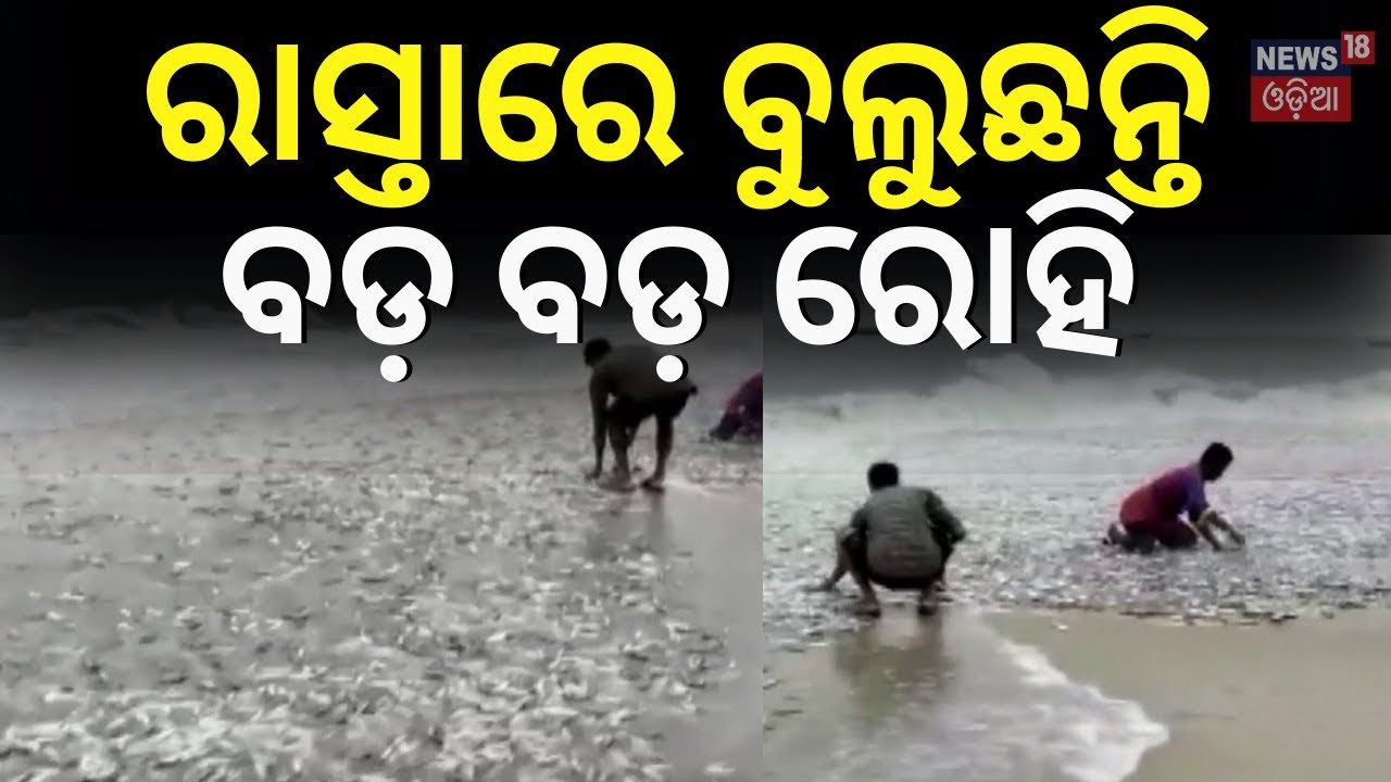 Cyclone Raining Fish ରାସ୍ତାରେ ବୁଲୁଛନ୍ତି ରୋହି !Fish Came Out Of The Sea In Cyclone Michaung ...