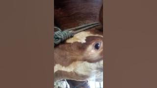 Sapi anak metal berat 1 ton lebih