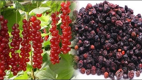 Tác dụng của vị thuốc Ngũ vị tử theo Y học hiện đại và Y học Cổ truyền