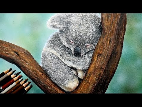 Draw A Koala With Colored Pencils Youtube