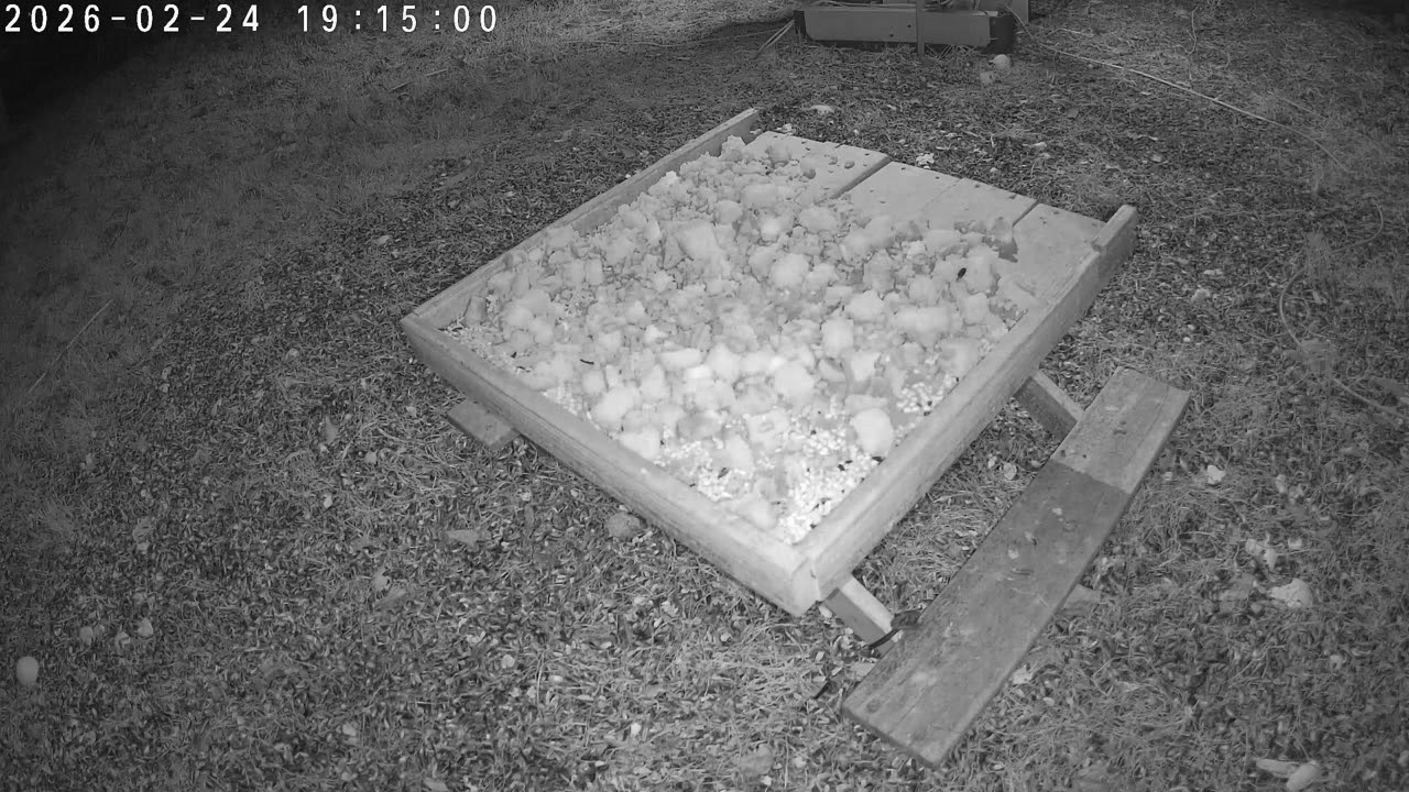 TapoC320WS motion 2026 02 24 jobd388d311b8c1