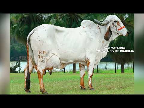 LOTE 53 1217 CW