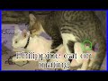 Philippine breed cat mating | cat mating session | firstimer cat on mating