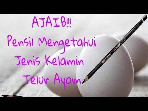 Cara Membedakan Anak Ayam Bangkok Jantan Dan Betina