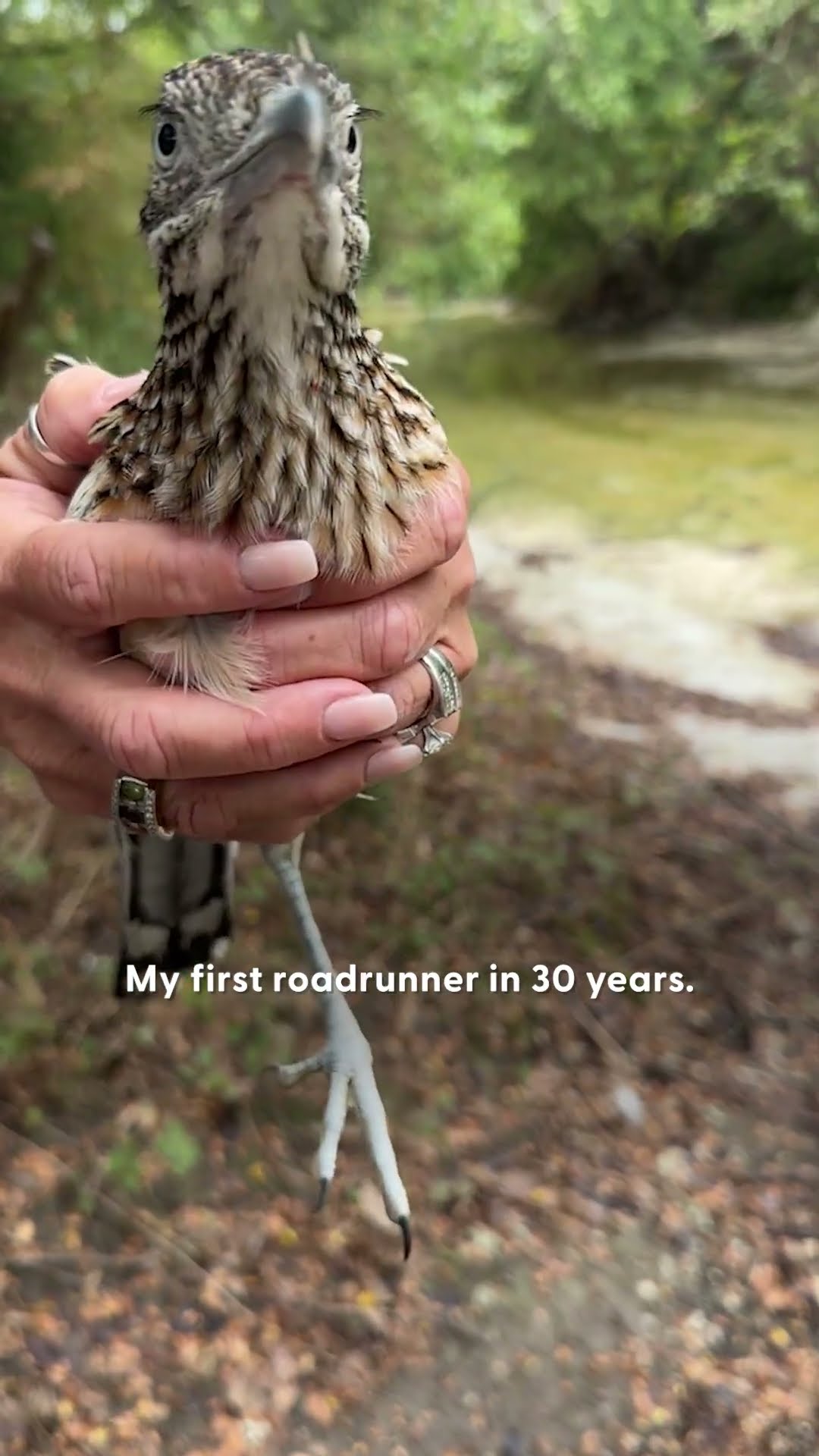 Roadrunner Brings His Rescuer Gifts Every Day | The Dodo