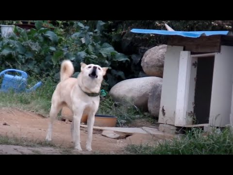 <strong>Cute</strong> Dog ....... Jeonju <strong>city</strong>( 全州市.전주 ). KOREA