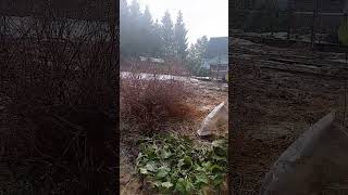 4 апреля ночью дождь,в днём снег Ярославская область.