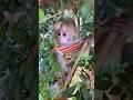 🥰🌾#monkeys #familymonkey #monkeyathome #funnymonkeys