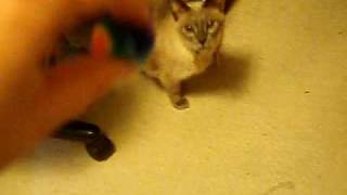 Milo the Siamese Playing Fetch
