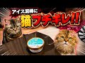 猫用アイスを盗み食いしようとしたら、2匹にガチでブチギレられました