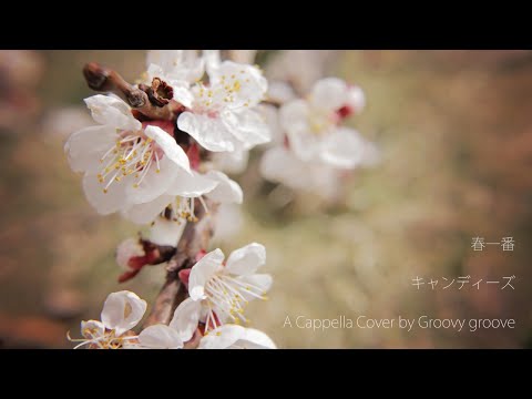 【アカペラ】春一番 - キャンディーズ｜Groovy groove