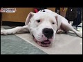 1.9 Year Old Dogo Argentino 1.9 Year Old Dogo Argentino